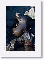 Galapagos Fur Seal (Sea Lion)